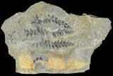 Carboniferous Fossil Ferns (Sphenopteris) - Poland #111647-1